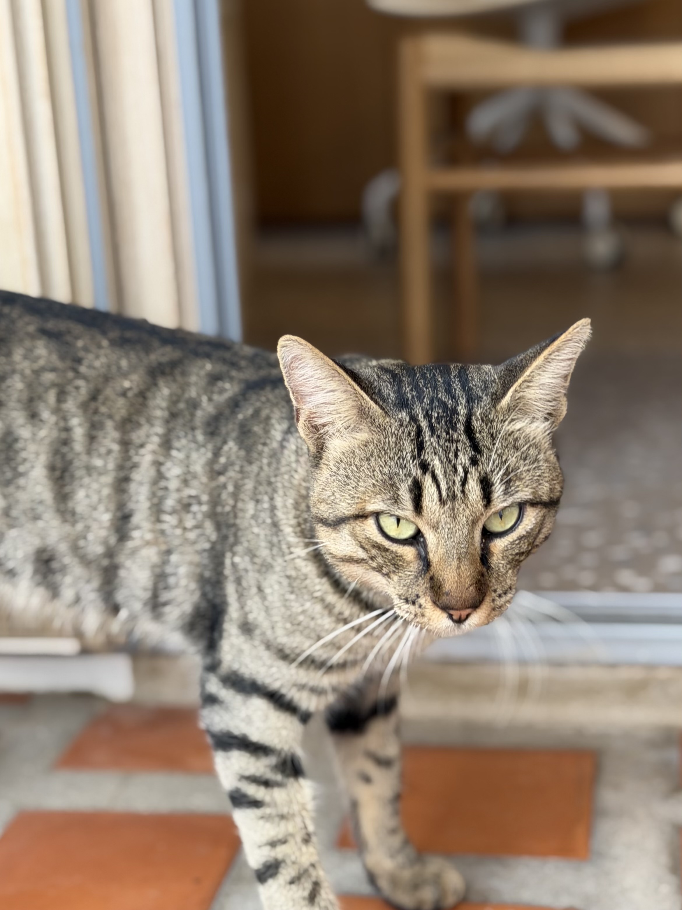 Ethos Vegan Retreat Imerovigli